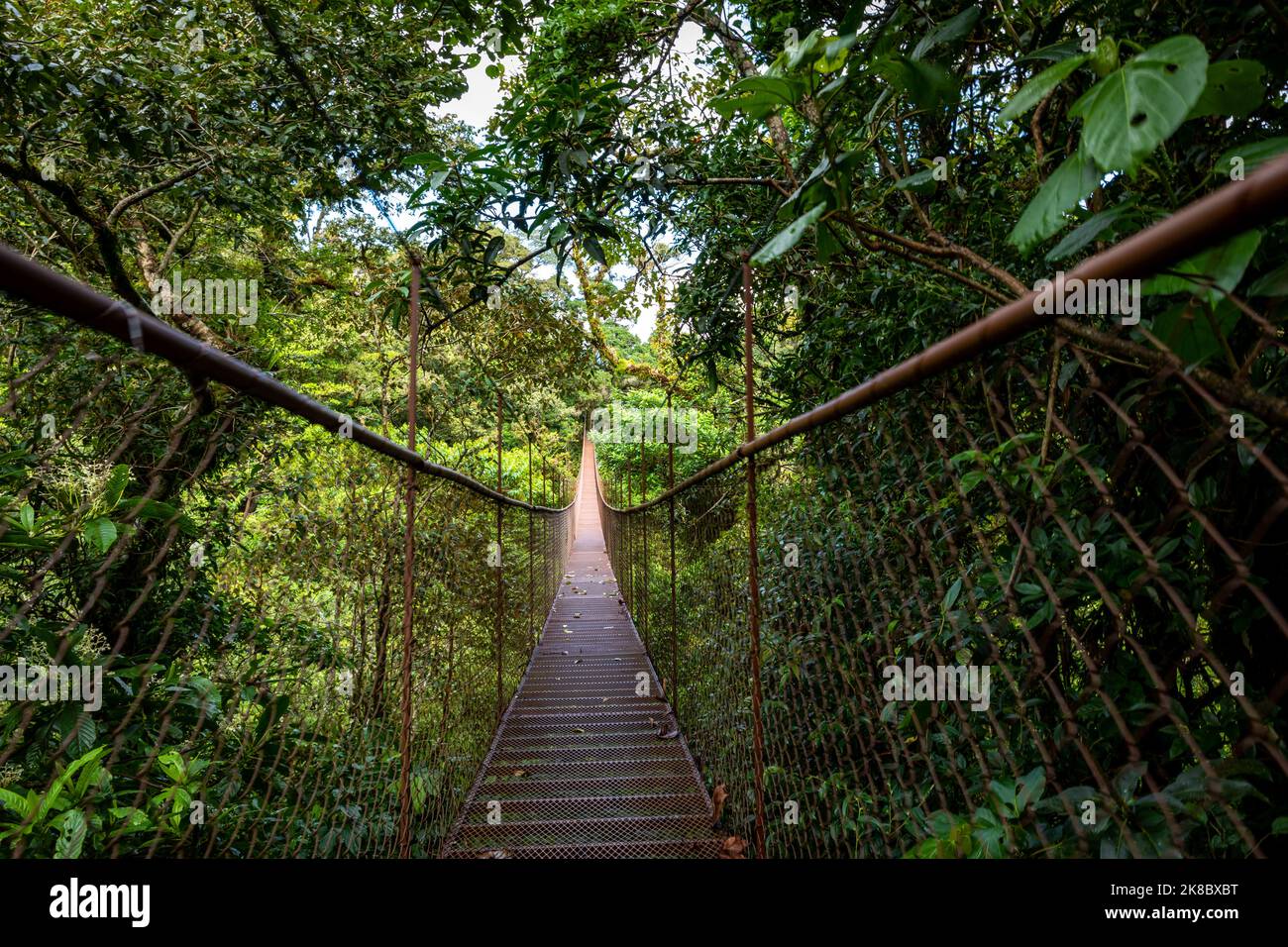 Forêt tropicale de Panama. Vieux pont suspendu dans la jungle de Panama, Amérique centrale. Banque D'Images