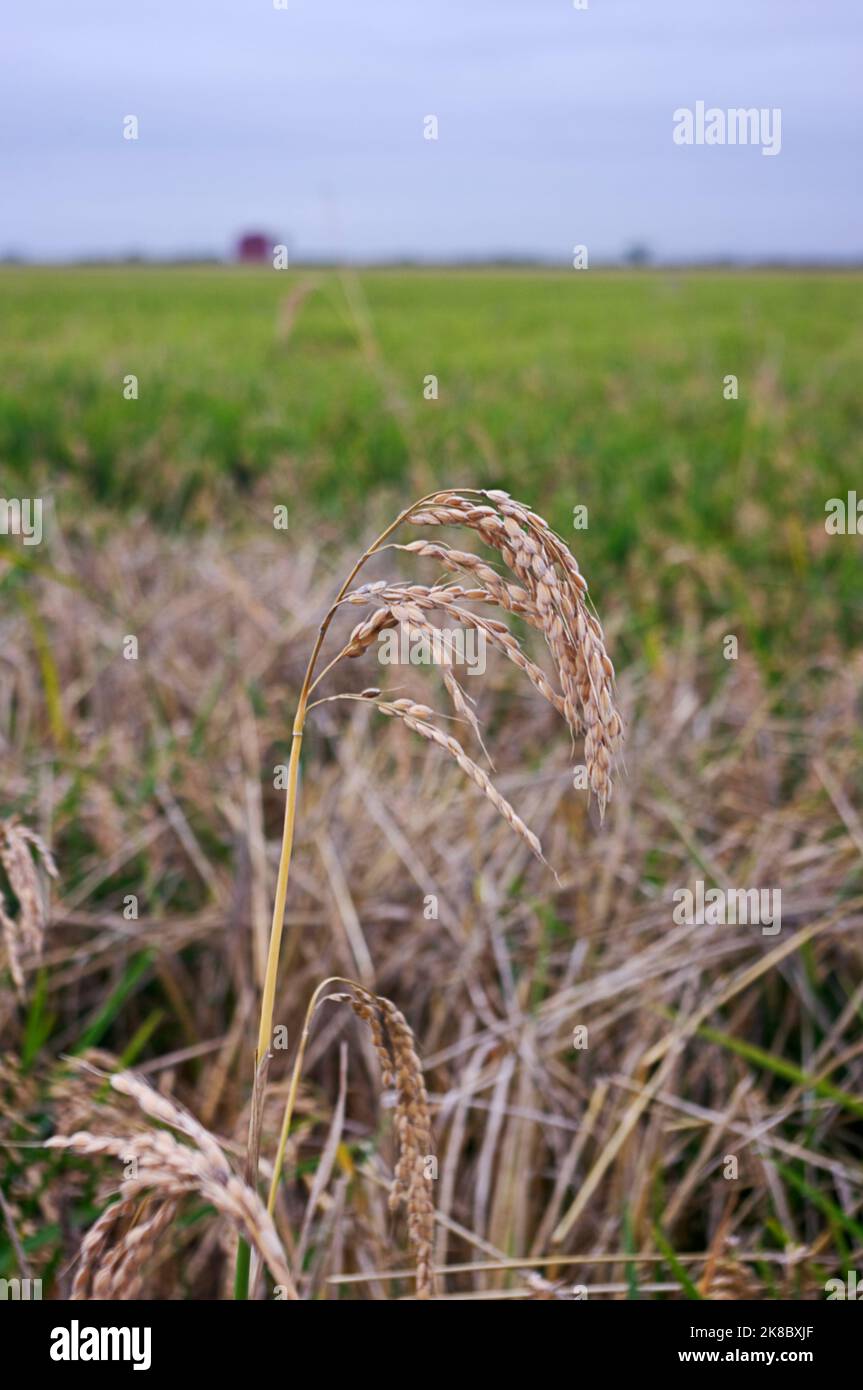 Épis de riz d'automne prêts pour la récolte. Banque D'Images