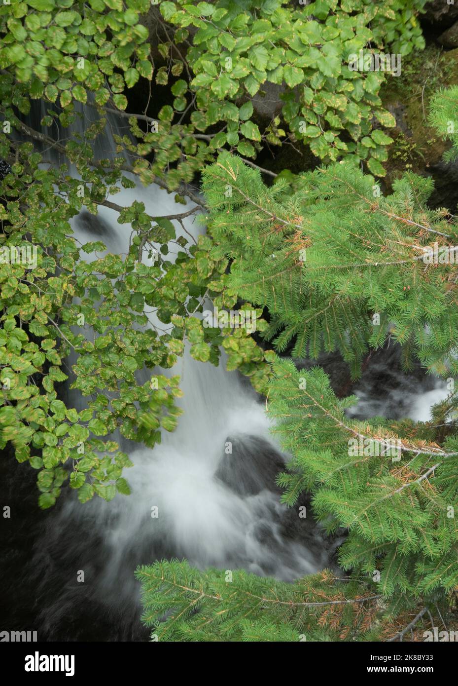 Ruisseau forestier, Mt. Hood sauvage, Oregon Banque D'Images