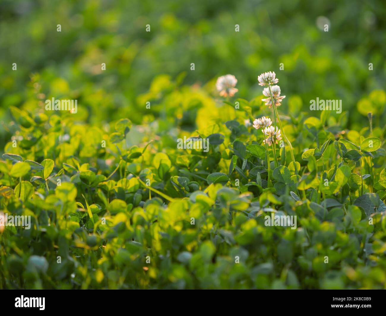 Trèfle blanc sur fond d'herbe verte floue. Fleurs en fleur au coucher du soleil. Arrière-plan naturel d'été. Banque D'Images
