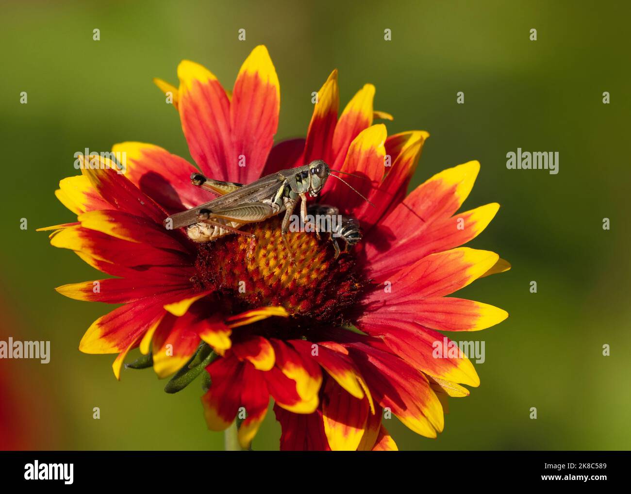Une abeille rejoint un Grasshopper à pattes rouges sur une fleur de Gaillardia qui veut polliniser. Banque D'Images
