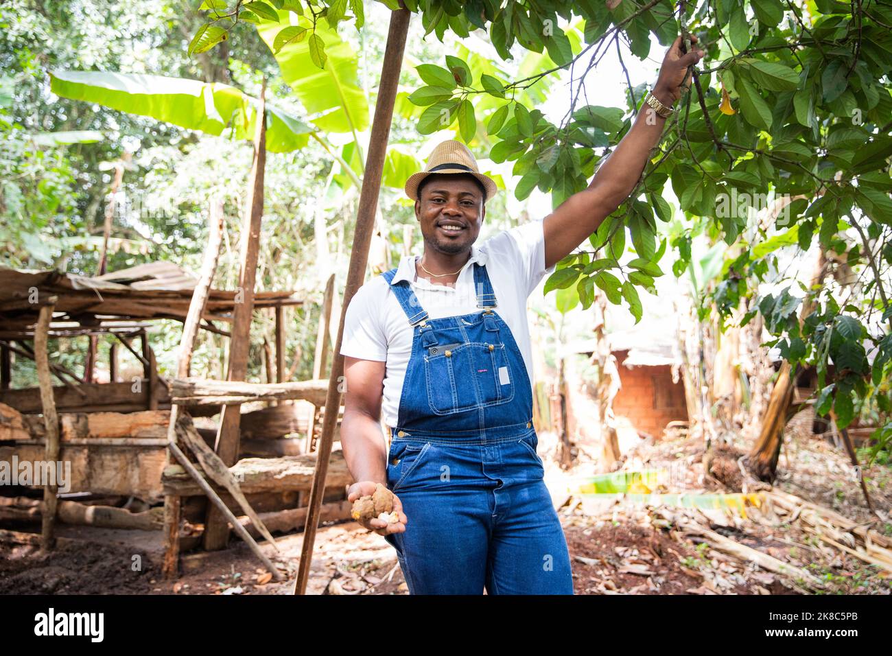 Un Agriculteur Africain R colte La Noix De Kola De Sa Plantation un-agriculteur-africain-r-colte-la-noix-de-kola-de-sa-plantation