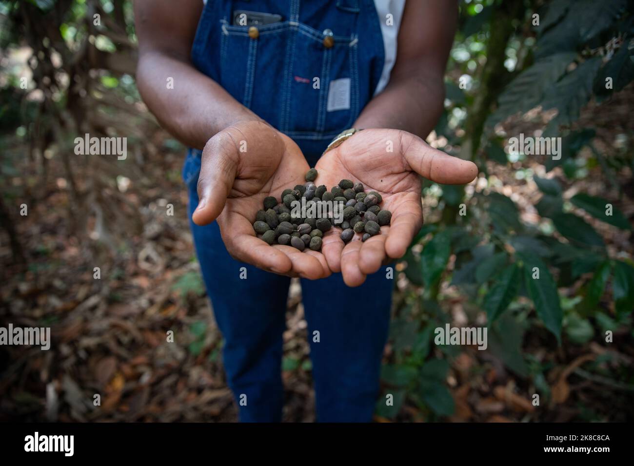 Grains de café cru fraîchement récoltés d'un agriculteur dans une plantation en afrique, production de café Banque D'Images