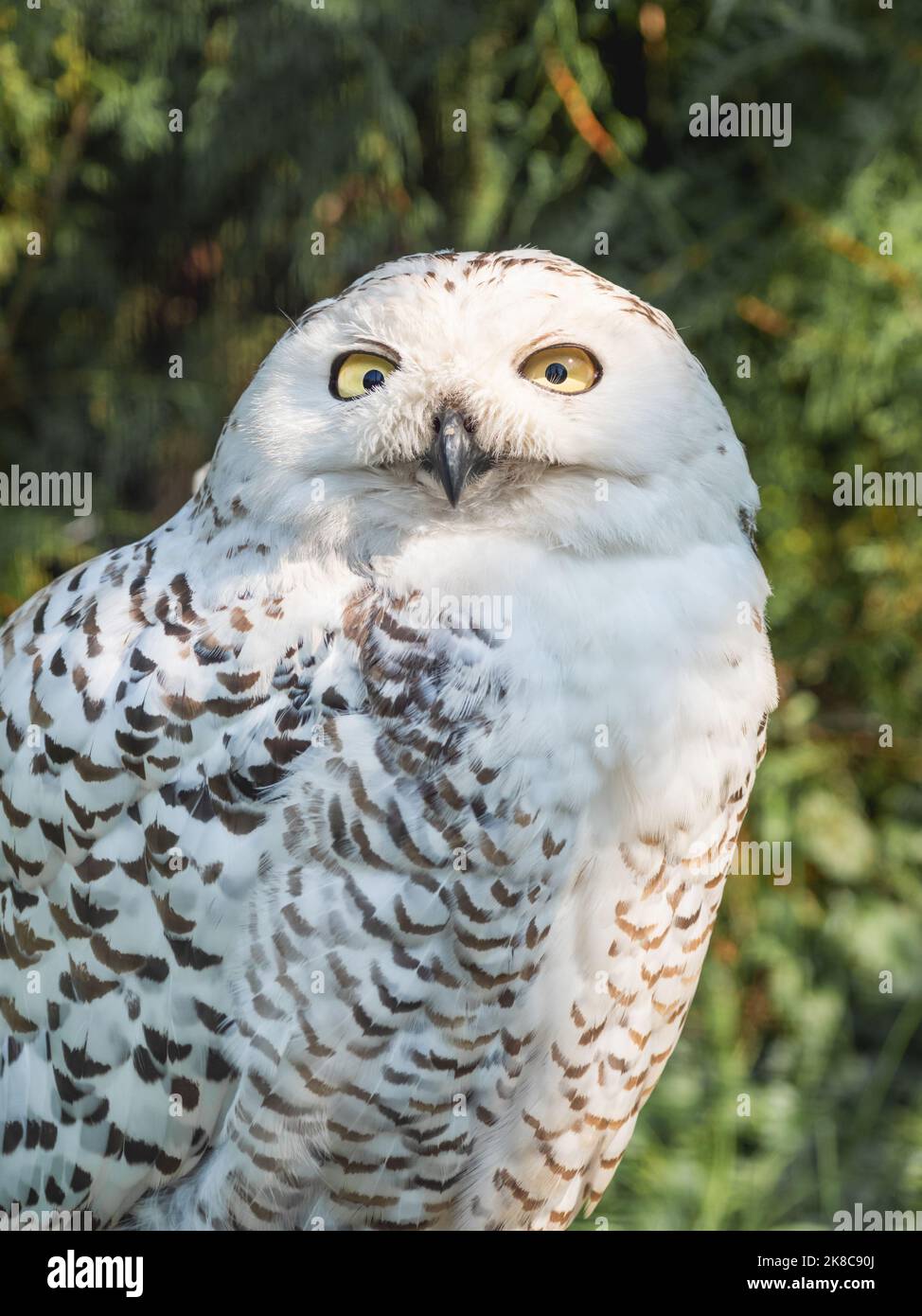 Portrait de hibou enneigé. Oiseau de nuit avec plumes monochromes à la lumière du jour. Nyctea scandiaca. Banque D'Images