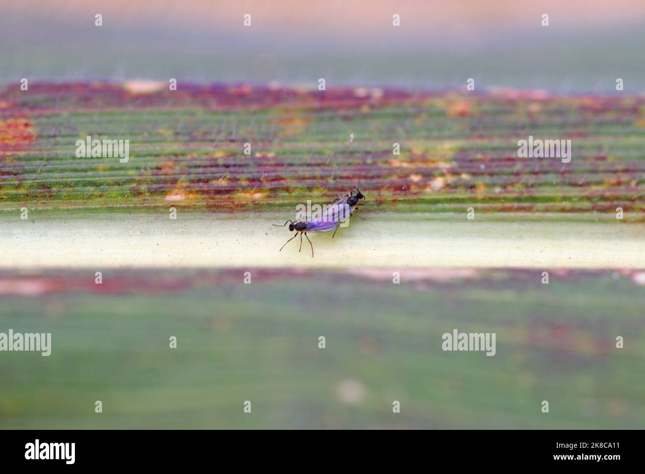 Adultes de champignon à ailes foncées, Gnat, Sciaridae. Ce sont des ravageurs communs qui endommagent les racines des plantes. Banque D'Images