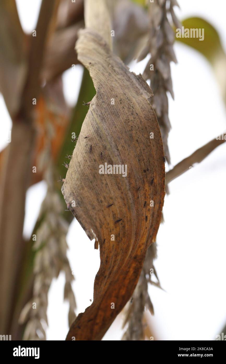 Adultes de champignon à ailes foncées, Gnat, Sciaridae. Ce sont des ravageurs communs qui endommagent les racines des plantes. Banque D'Images
