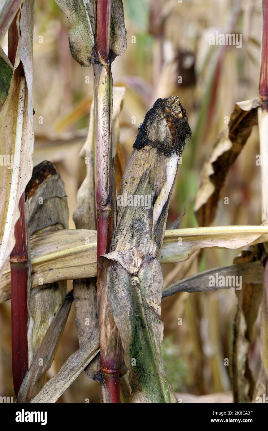 Plants de maïs en autum, couche de moisissure noire couvrant les feuilles cultivées sur le miellat produit par les pucerons se nourrissant de ces plantes. Banque D'Images