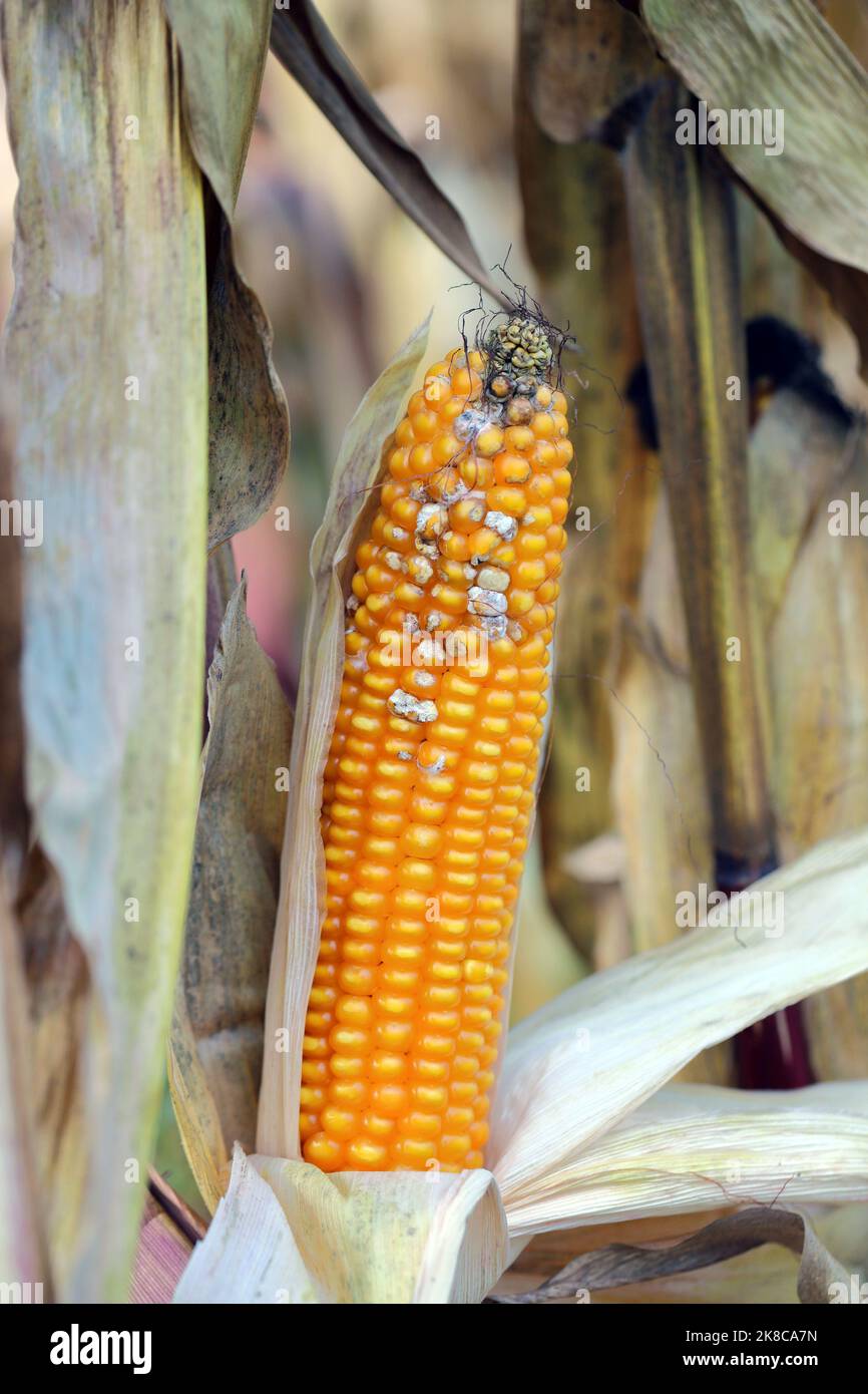 Fusarium symptômes de pourriture des oreilles sur les grains.Une maladie grave du maïs causée par un champignon Fusarium.F. verticillioides.Cause une perte importante de rendement du grain Banque D'Images