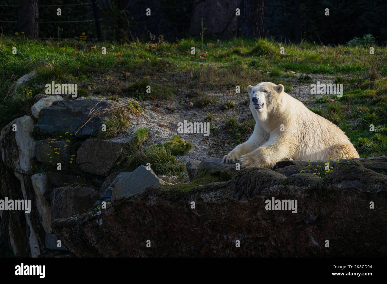 Ours blanc sur les rochers, l'ours polaire couché situé sur un rocher Banque D'Images