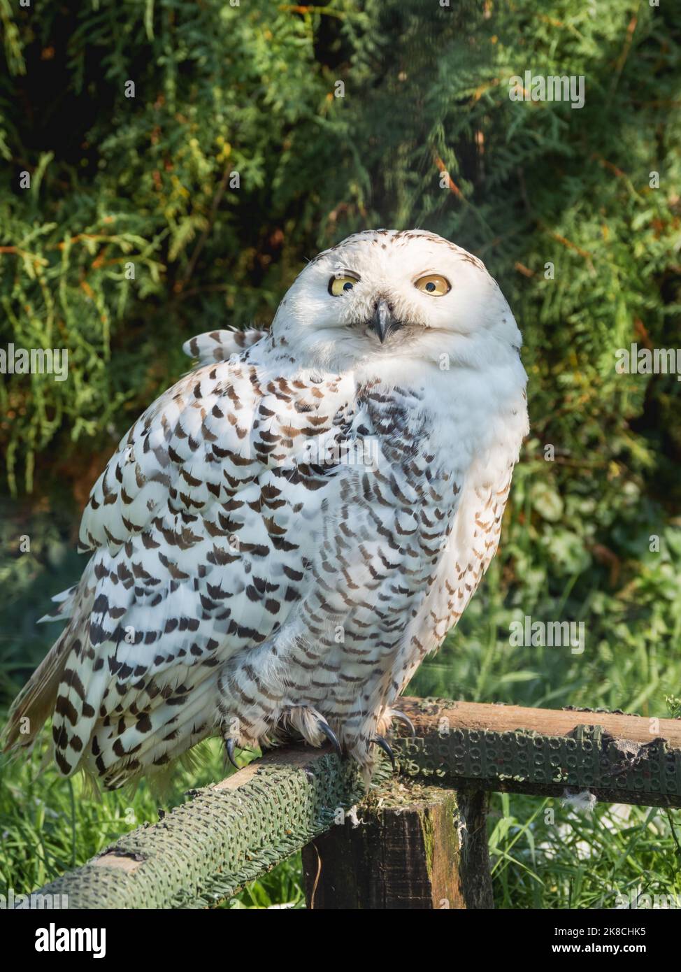 Portrait de hibou enneigé. Oiseau de nuit avec plumes monochromes à la lumière du jour. Nyctea scandiaca. Banque D'Images