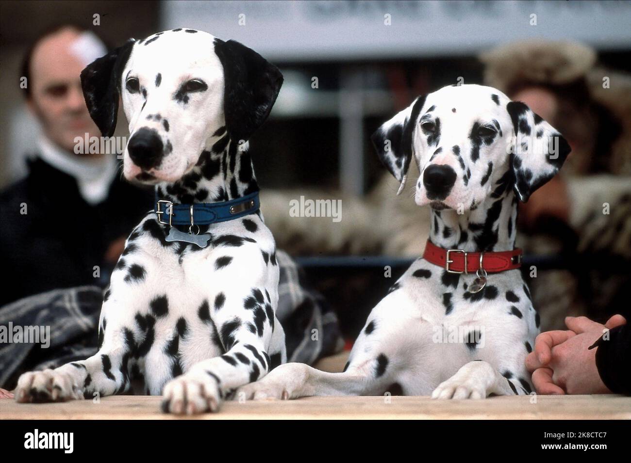 Dalmatian Dogs film: 102 Dalmatians (2000) Directeur: Kevin Lima 22 novembre 2000 **AVERTISSEMENT** cette photographie est destinée à un usage éditorial exclusif et est le copyright de DISNEY et/ou le photographe assigné par la Société de film ou de production et ne peut être reproduite que par des publications en conjonction avec la promotion du film ci-dessus. Un crédit obligatoire pour DISNEY est requis. Le photographe doit également être crédité lorsqu'il est connu. Aucune utilisation commerciale ne peut être accordée sans l'autorisation écrite de la Société du film. Banque D'Images