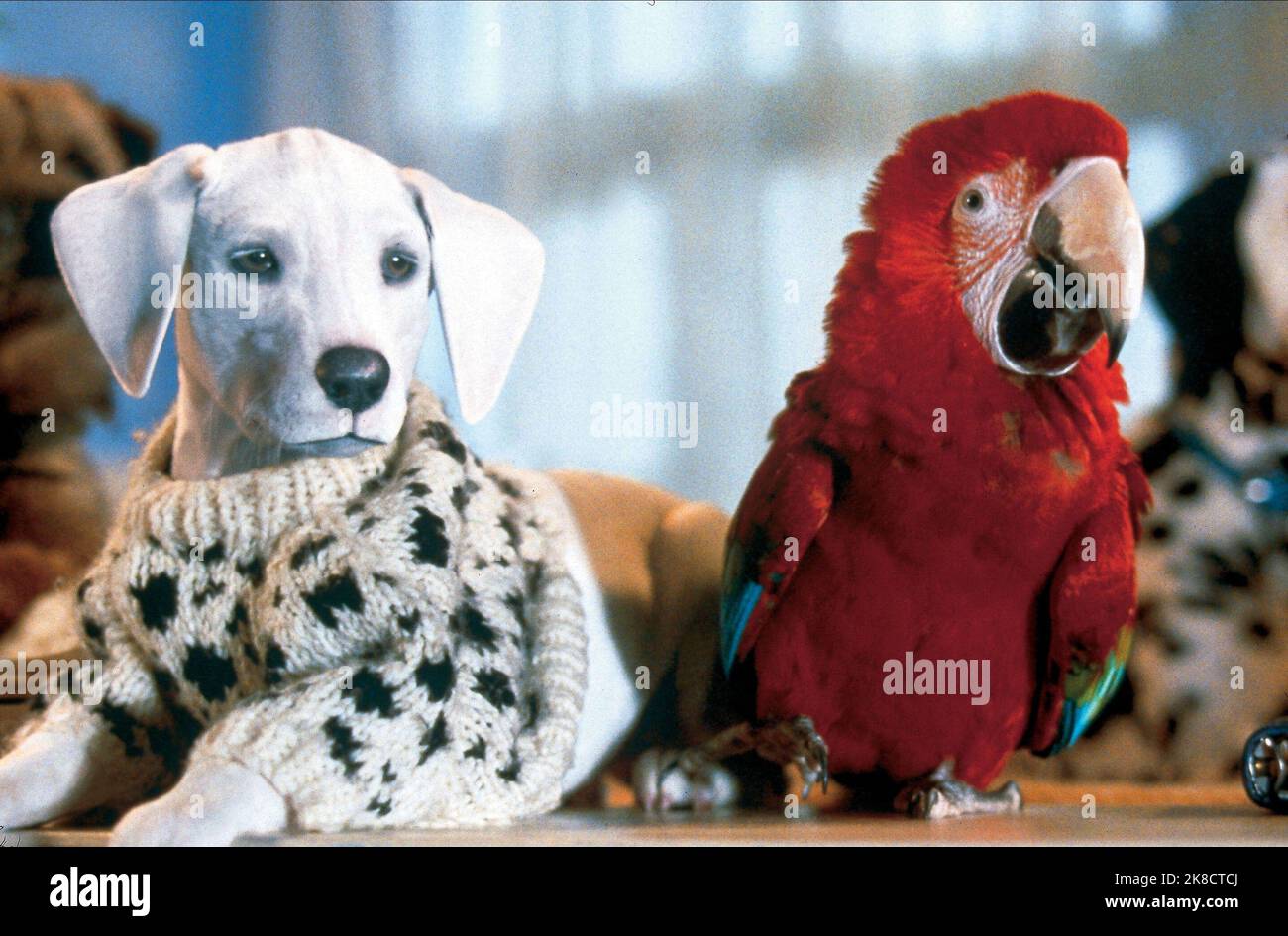 Zero point & Parrot film : 102 Dalmatiens (2000) Directeur : Kevin Lima 22 novembre 2000 **AVERTISSEMENT** cette photographie est destinée à un usage éditorial exclusif et est le copyright de DISNEY et/ou le photographe assigné par la Société de film ou de production et ne peut être reproduite que par des publications en conjonction avec la promotion du film ci-dessus. Un crédit obligatoire pour DISNEY est requis. Le photographe doit également être crédité lorsqu'il est connu. Aucune utilisation commerciale ne peut être accordée sans l'autorisation écrite de la Société du film. Banque D'Images