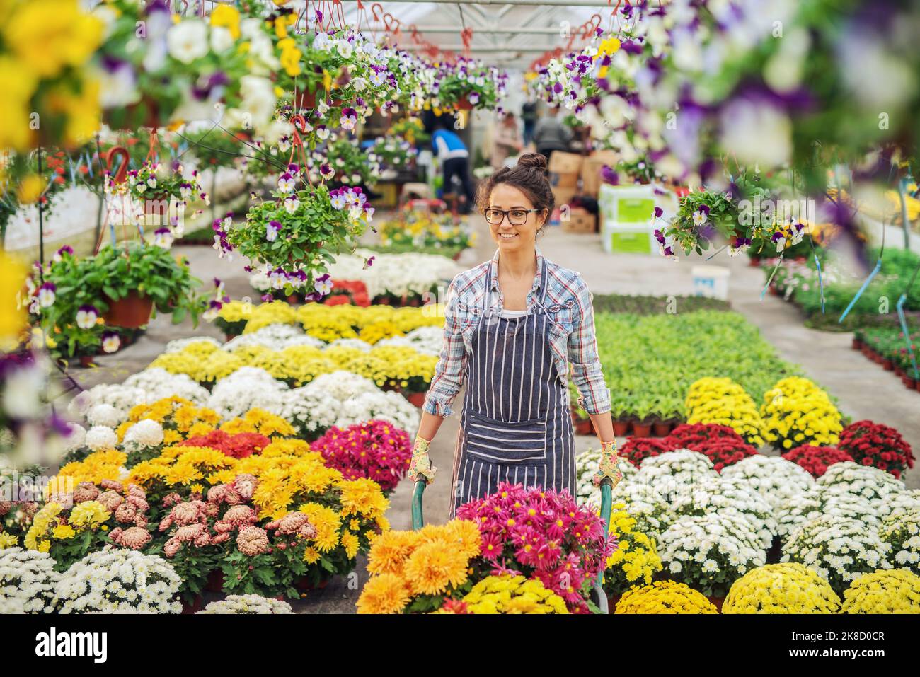 Jeune fleuriste caucasien souriant en tablier repositionnant les fleurs avec la brouette. Intérieur en serre. Banque D'Images