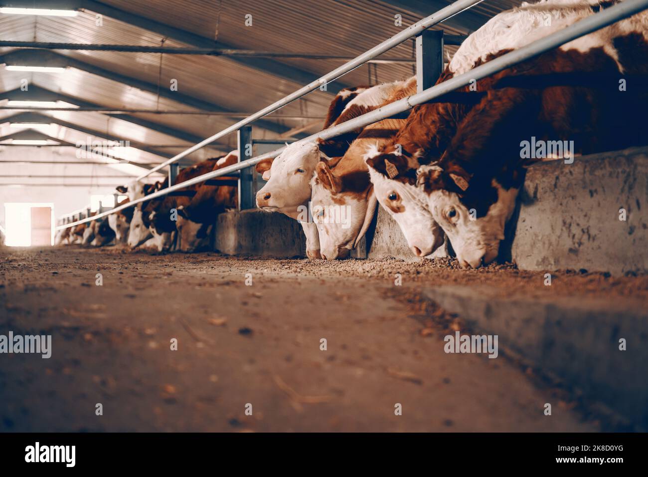 Vue latérale des veaux sur la ferme animale manger de la nourriture. Concept de l'industrie de la viande. Banque D'Images
