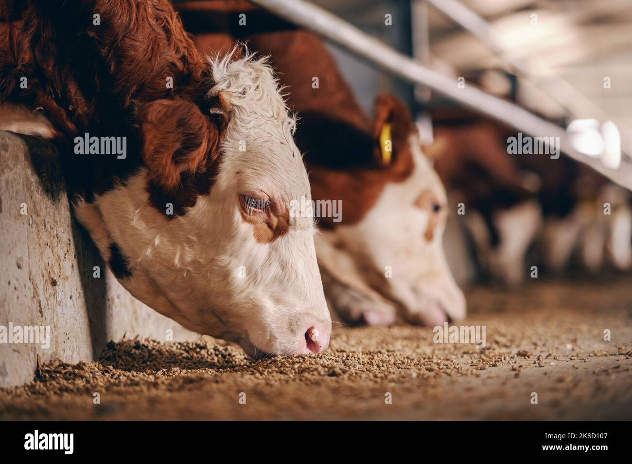 Gros plan du veau sur la ferme animale manger de la nourriture. Concept de l'industrie de la viande. Banque D'Images