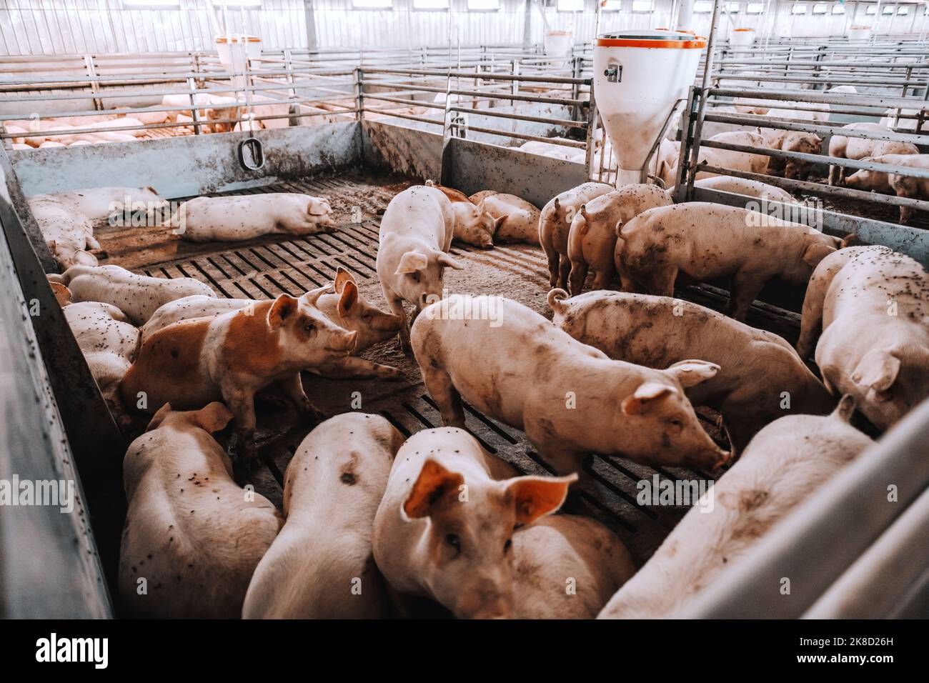 Il y a beaucoup de cochons dans un hangar d'animaux en train de manger, de se tenir debout et de se Concept de l'industrie de la viande. Banque D'Images
