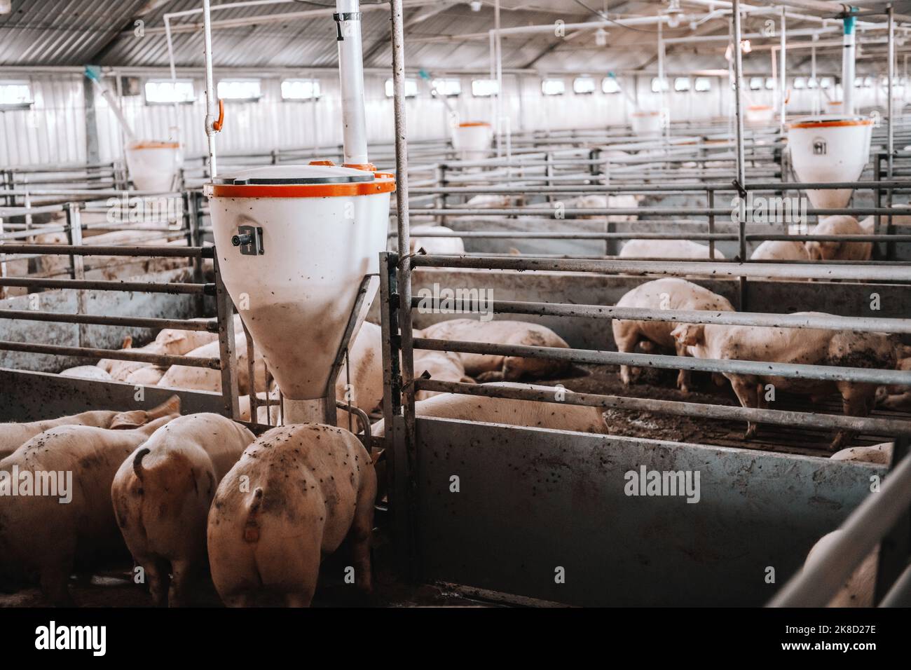 Photo de nombreux porcs adultes gras mangeant dans une grange animale. Concept de production de viande. Banque D'Images