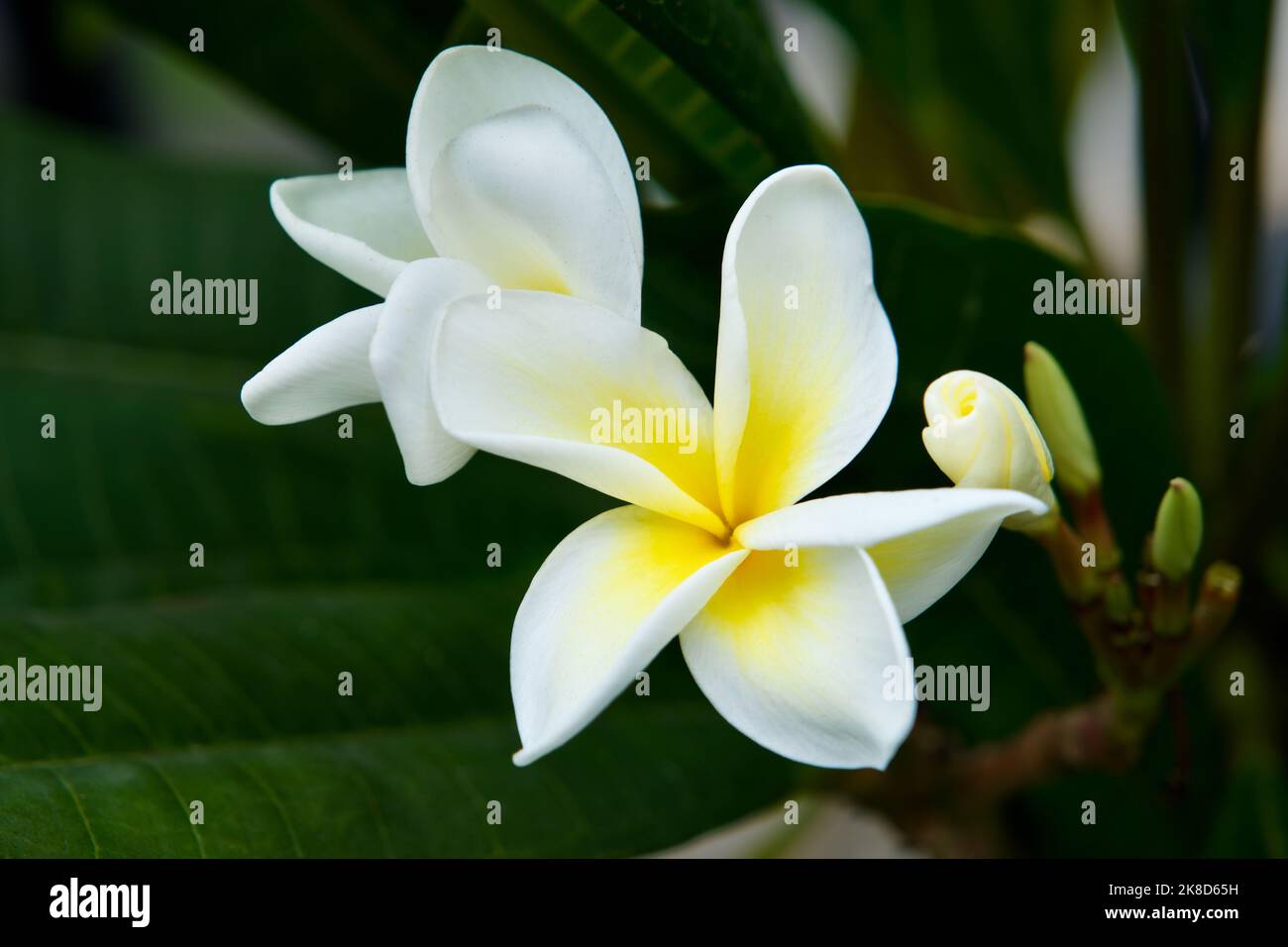 Vue rapprochée d'une fleur et d'un bourgeon Plumeria jaune et blanc avec fond de feuille verte. Banque D'Images