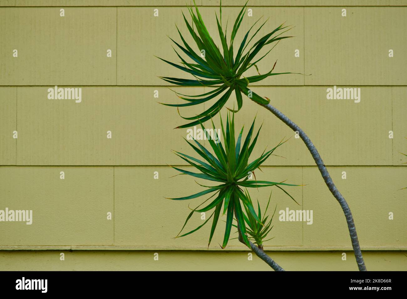 Vue rapprochée des palmiers verts devant un mur de bâtiment avec parement vert avocat. Banque D'Images
