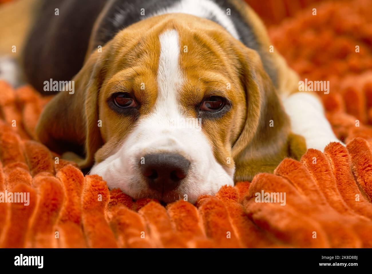 triste beagle chiot. Chiot de Beagle. Banque D'Images