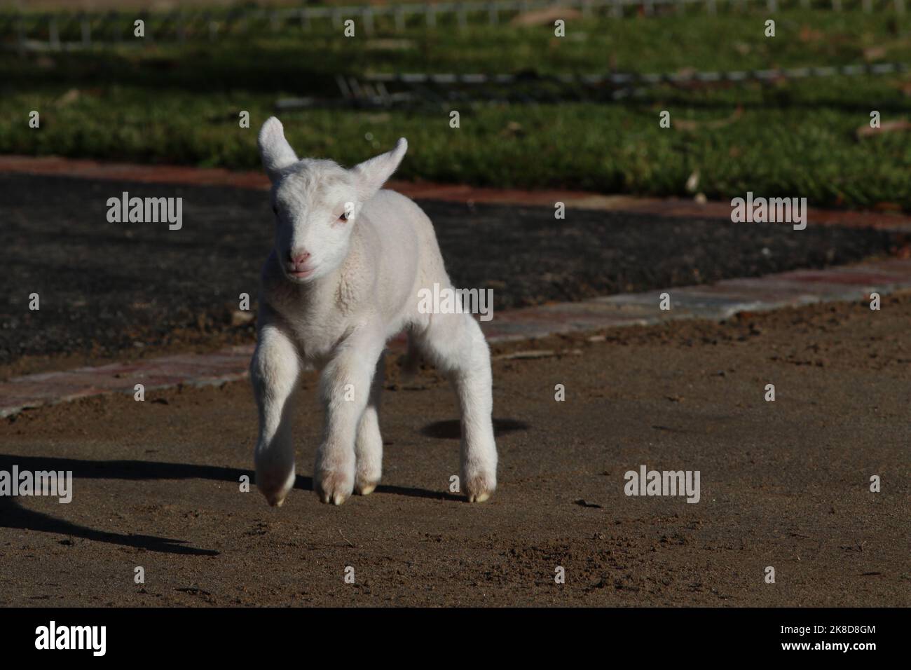 Toby la bouteille d'agneau d'animal de compagnie nourri vivant à Kangaroo Ground, Victoria, Australie Banque D'Images