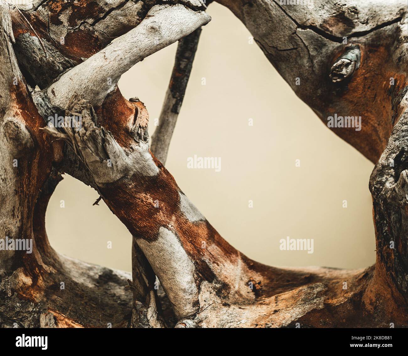 tronc de mangrove sec de driftwood, gros plan Banque D'Images
