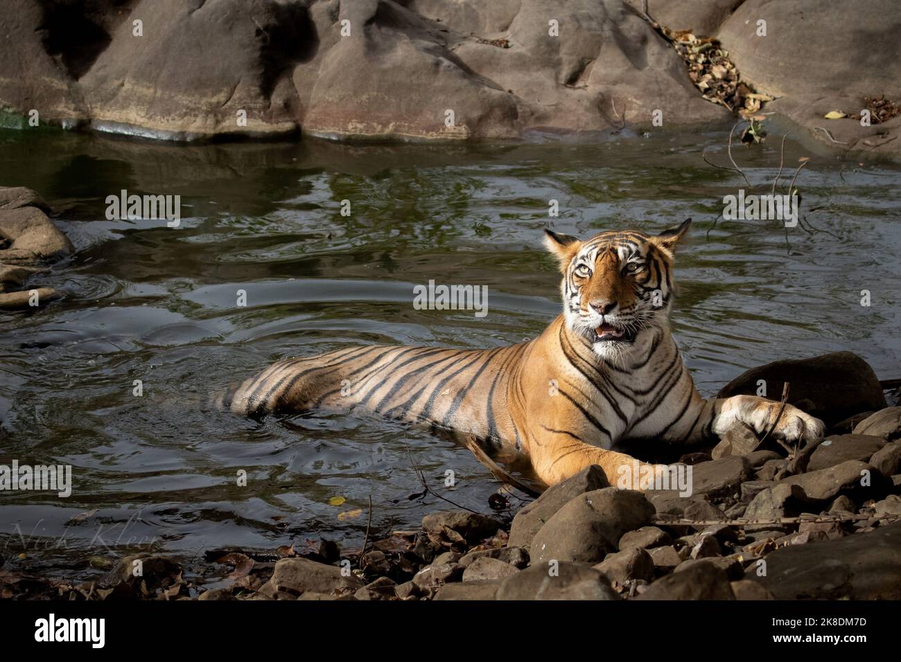 Tiger on Safari, photographié en Inde Banque D'Images