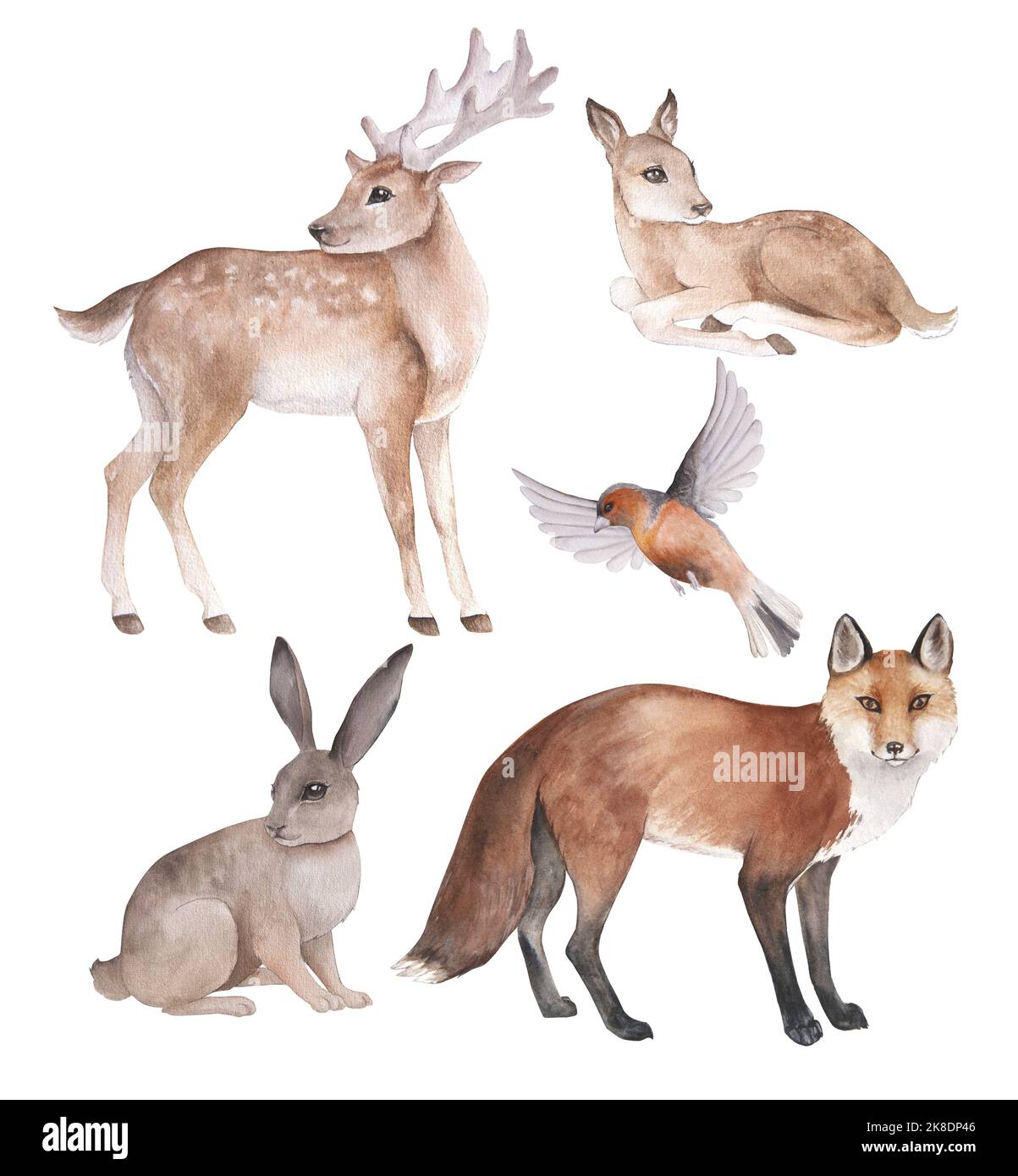 Illustration aquarelle d'animaux de la forêt de dessins animés, isolés Banque D'Images
