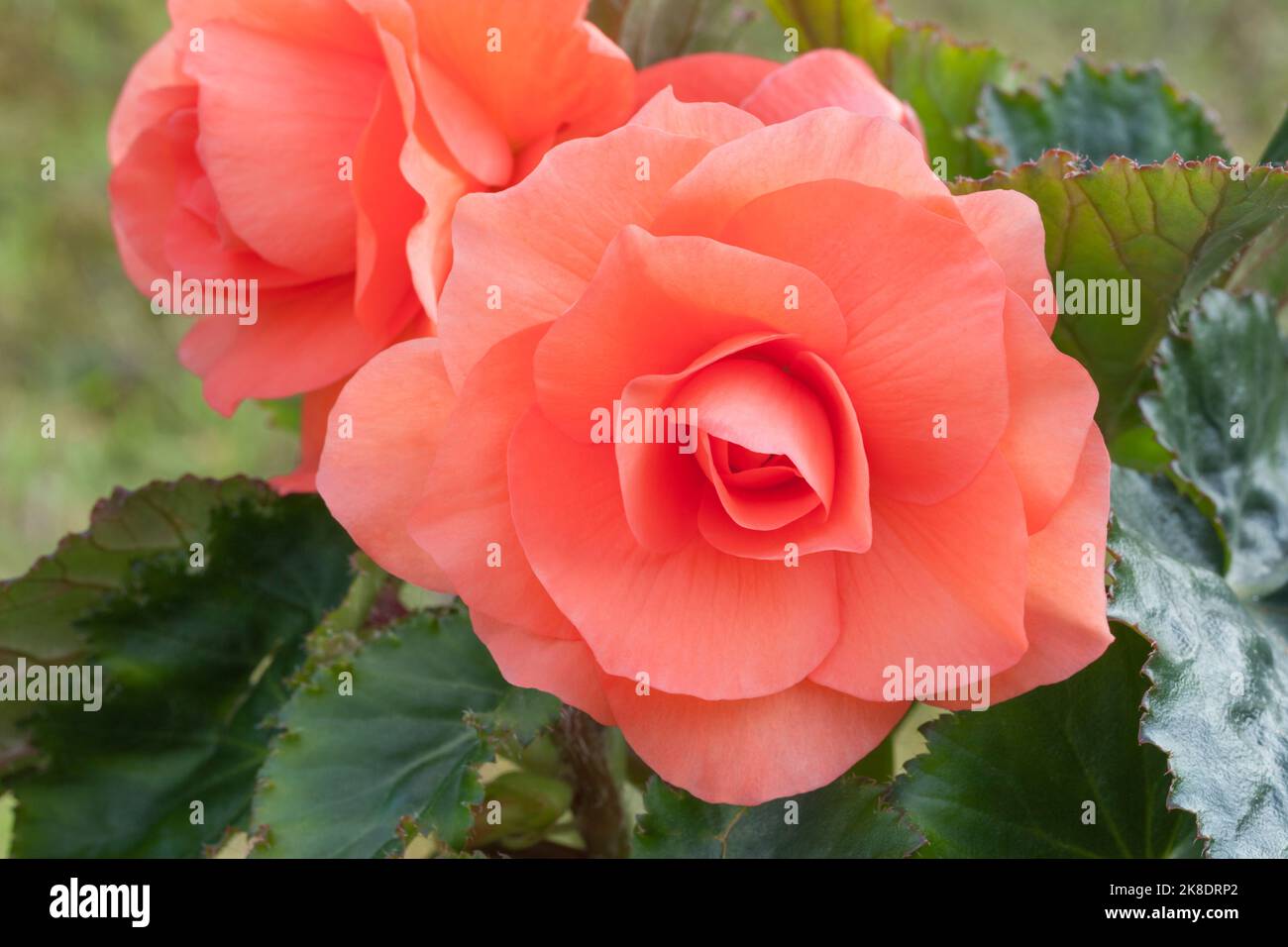 Begonia 'Rose non Stop' Banque D'Images