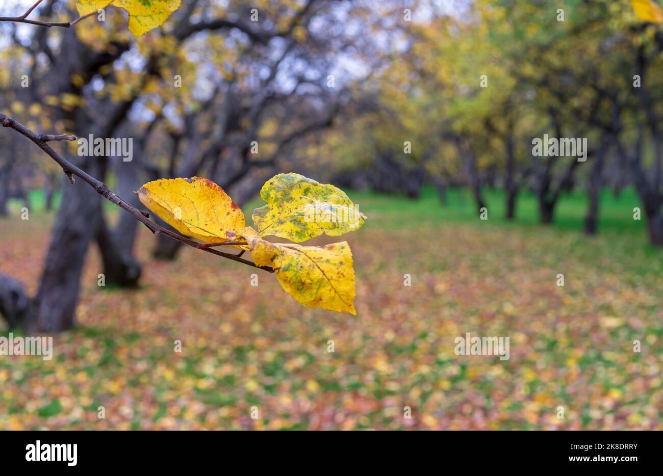 Feuilles de pomme jaune dans le verger de pomme d'automne. Feuillage d'automne coloré. Banque D'Images