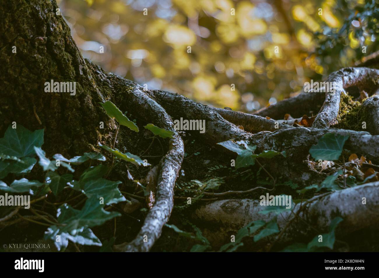 Pris avec un alpha 6000 avec kit d'objectif (55-210ml) pendant une randonnée, il est sorti ok après post-montage. Banque D'Images