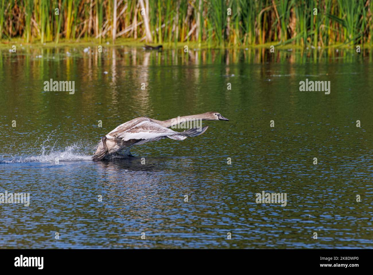 Cygne juvénile qui prend l'air Banque D'Images