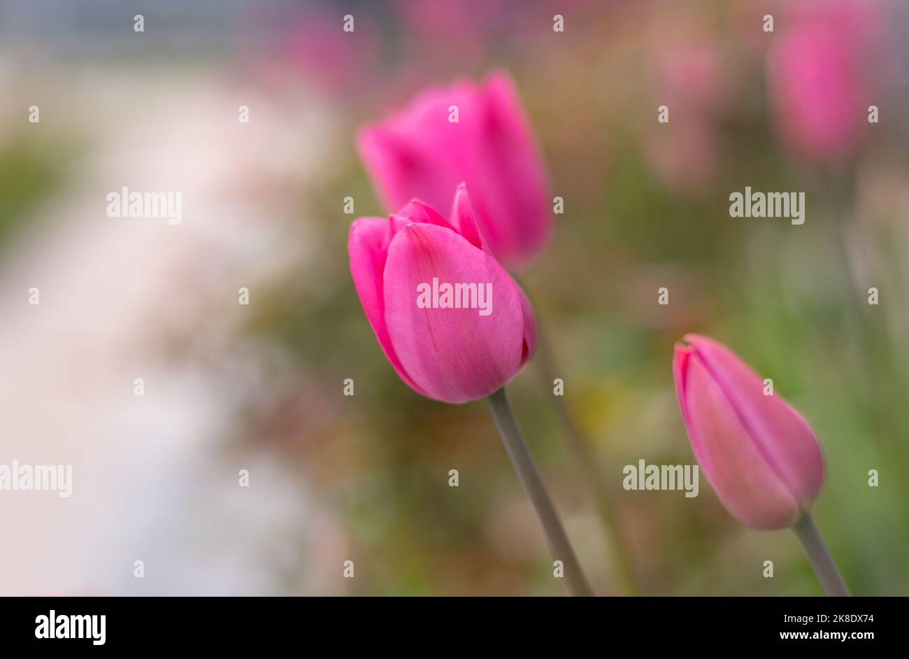Tulipes roses dans un lit de fleur. Le bourgeon de tulipe se balance dans le vent. Lit à fleurs dans le jardin. Belles fleurs de printemps simples. Fond floral. Pour cultiver des plantes. Jardinage extérieur en ville. Banque D'Images