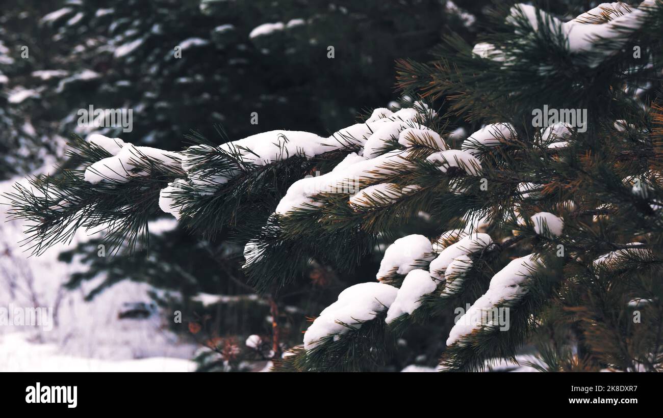 Forêt d'hiver. Gros plan. Pins enneigés, branches enneigées. Pins en bois d'hiver. Photo de haute qualité Banque D'Images