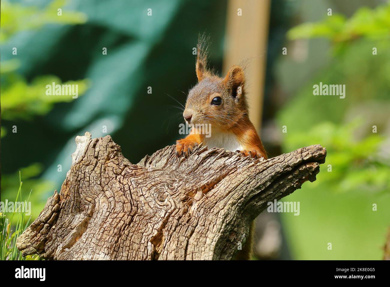 Écureuil rouge eurasien (Sciurus vulgaris), regardant de derrière une racine d'arbre, Wildlife, Wilden, Rhénanie-du-Nord-Westphalie, Allemagne Banque D'Images