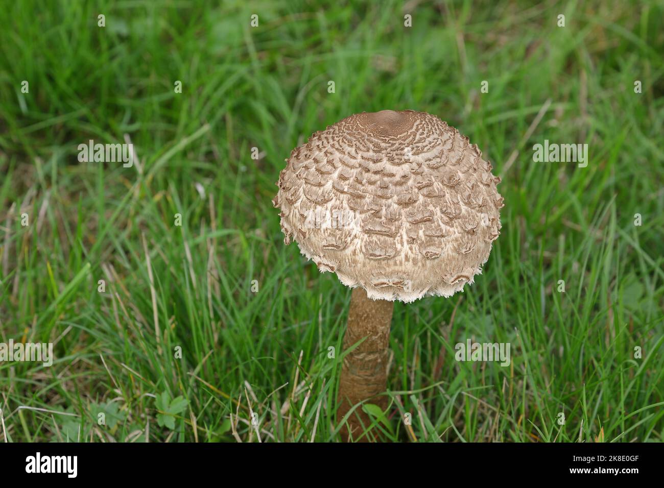 Champignon ombrelle géant ou champignon parasol (Macrolepiota procera),  jeune champignon avec capuchon encore à moitié ouvert, champignon  comestible, Wilden, Nord Photo Stock - Alamy