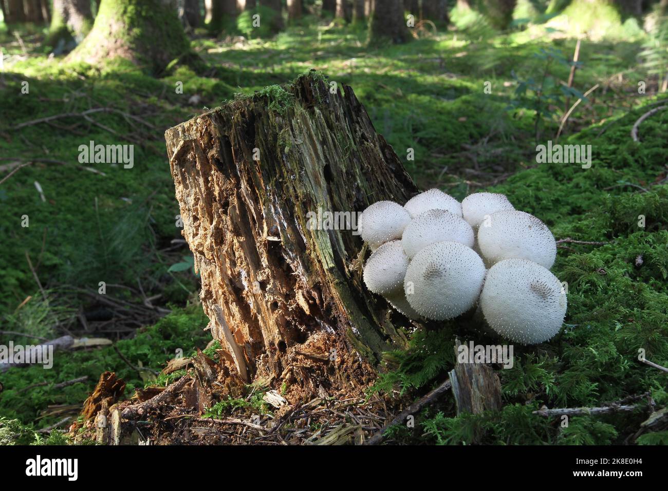 Champignons, macareux en forme de poire (Apioperdon pyriforme) poussant sur des souches anciennes, Allgaeu, Bavière, Allemagne Banque D'Images