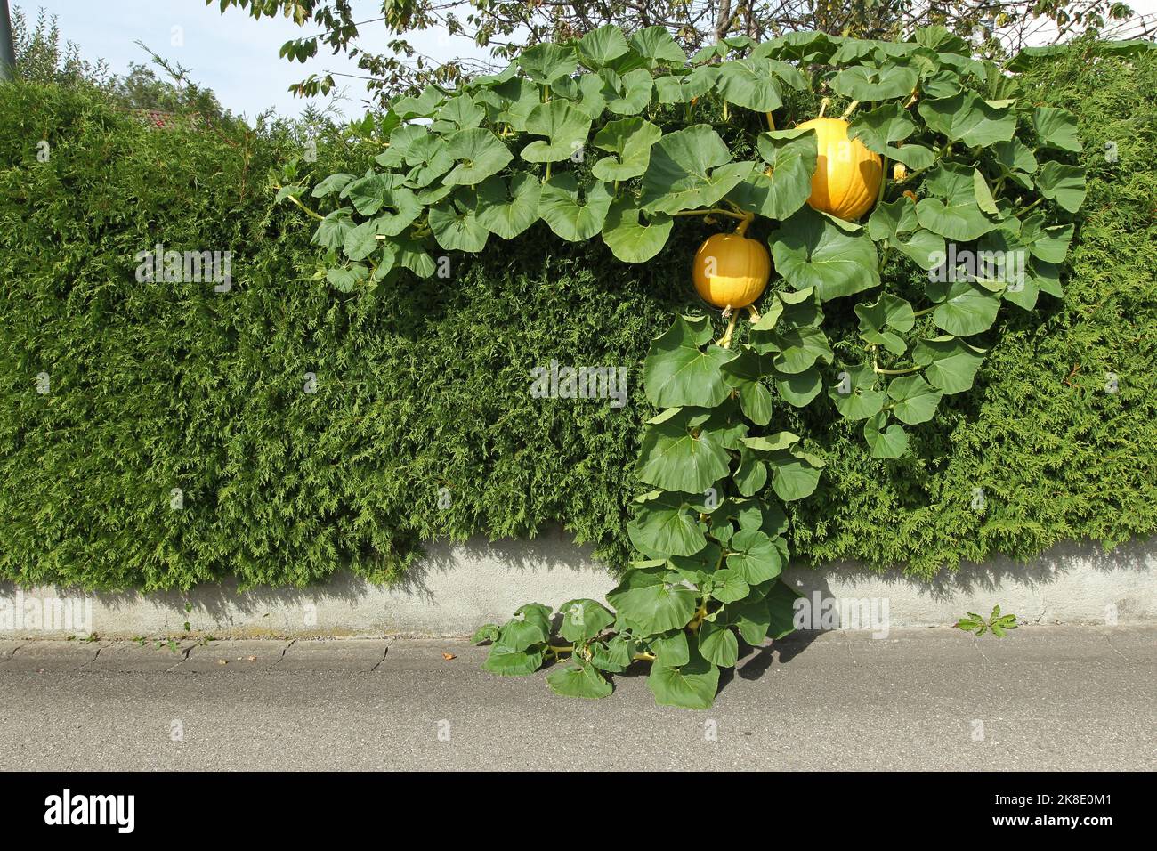 Citrouilles (Cucurbita) en croissance sur une haie de Thuja, Allgaeu, Bavière, Allemagne Banque D'Images