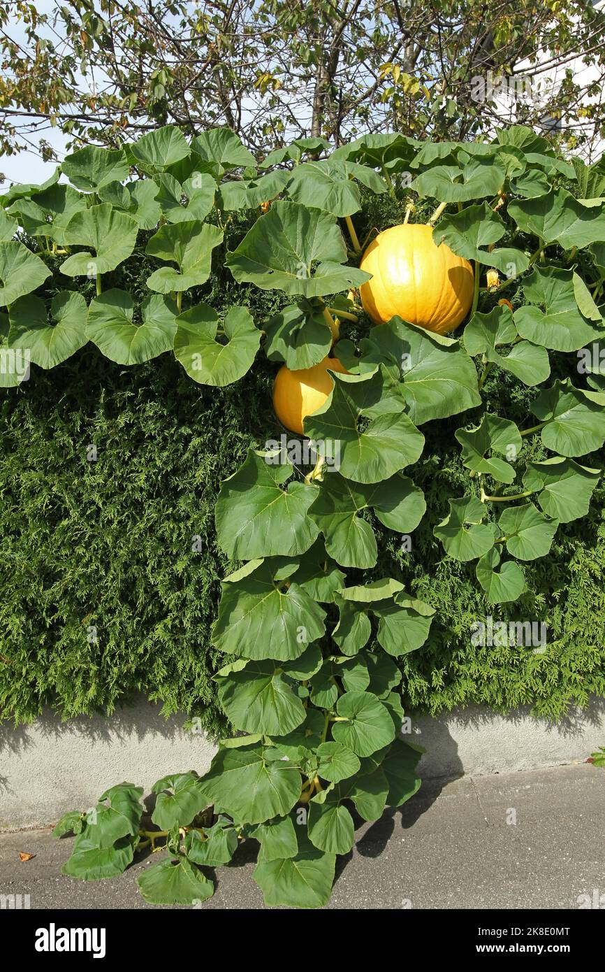 Citrouilles (Cucurbita) en croissance sur une haie de Thuja, Allgaeu, Bavière, Allemagne Banque D'Images