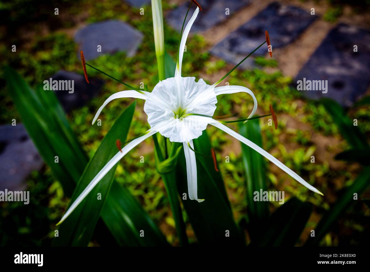 Spider lilly grandit à nouveau un jardin vert. Banque D'Images