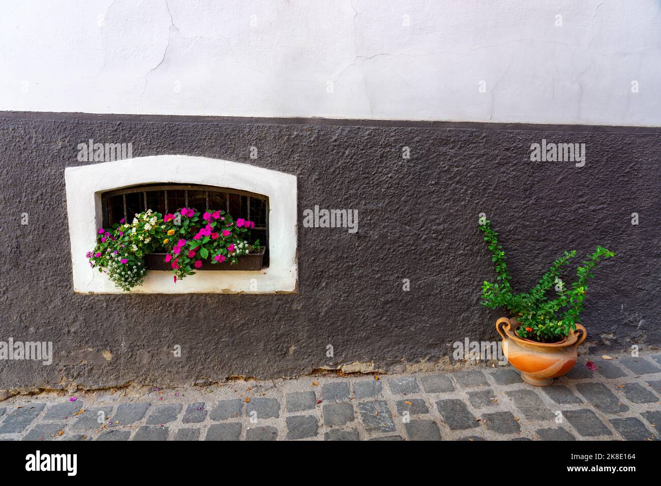 Magnifique détail coloré de la ville de Szentendre avec des pots de fleurs d'automne rue en pierre de pierre de pierre de pierre de pierre de pierre de pierre Banque D'Images
