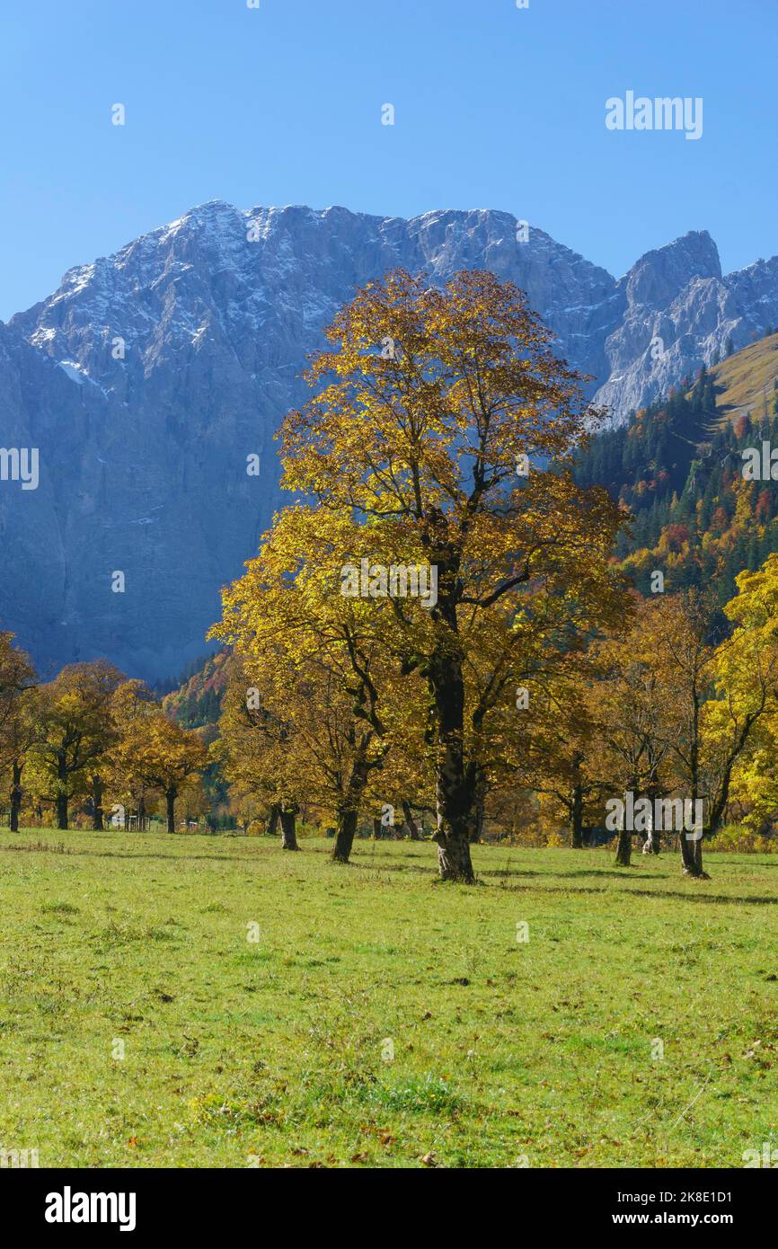 Érables d'automne (Acer), à Grosser Ahornboden, en face de Grubenkarspitze et Dreizinkenspitze, Eng, Alpenpark Karwendel, Tyrol, Autriche Banque D'Images