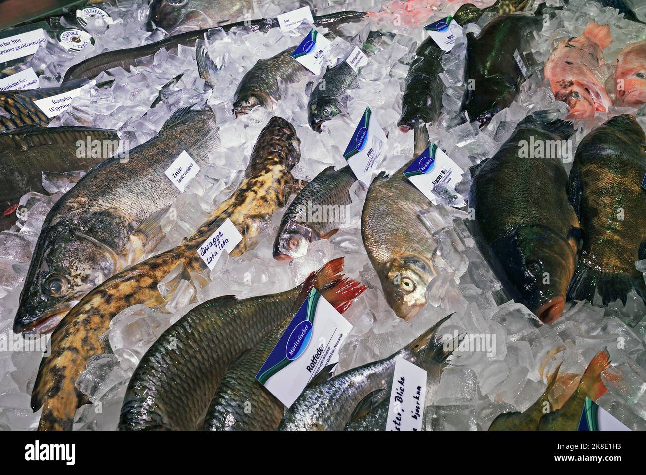Diverses espèces de poissons indigènes en exposition, Berlin, Allemagne Banque D'Images