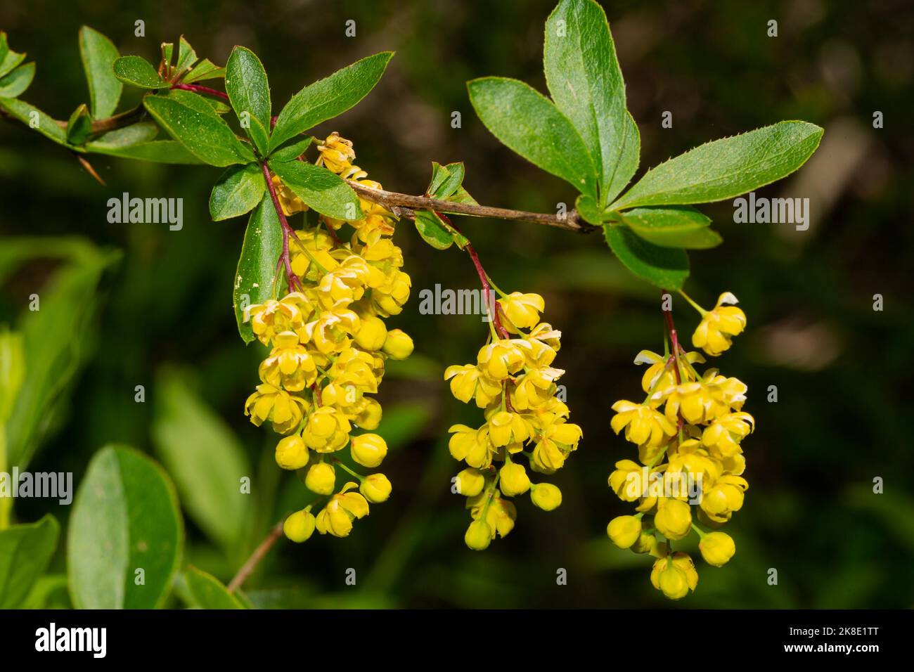 Branche commune de barberge avec trois panicules de fleur avec plusieurs fleurs jaunes ouvertes et des feuilles vertes Banque D'Images