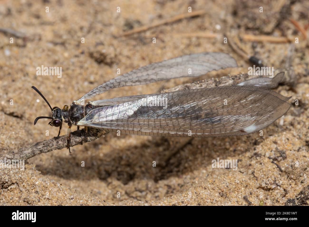 Common Ant Damselfly assis sur de petites branches dans le sable à gauche Banque D'Images