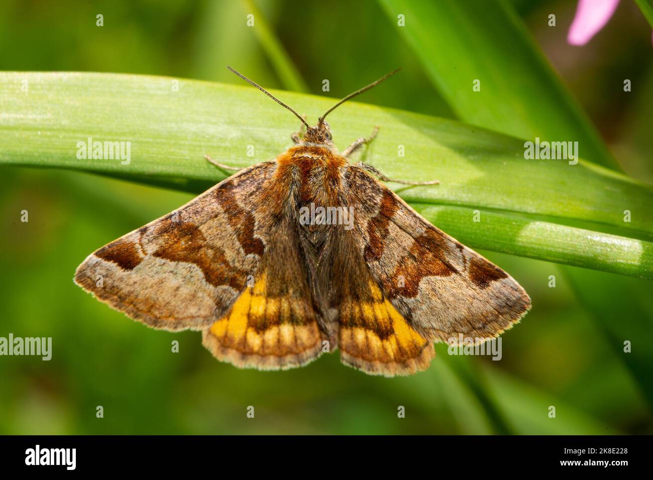 Papillon de compagnon Burnet avec ailes ouvertes assis sur la tige verte de derrière Banque D'Images