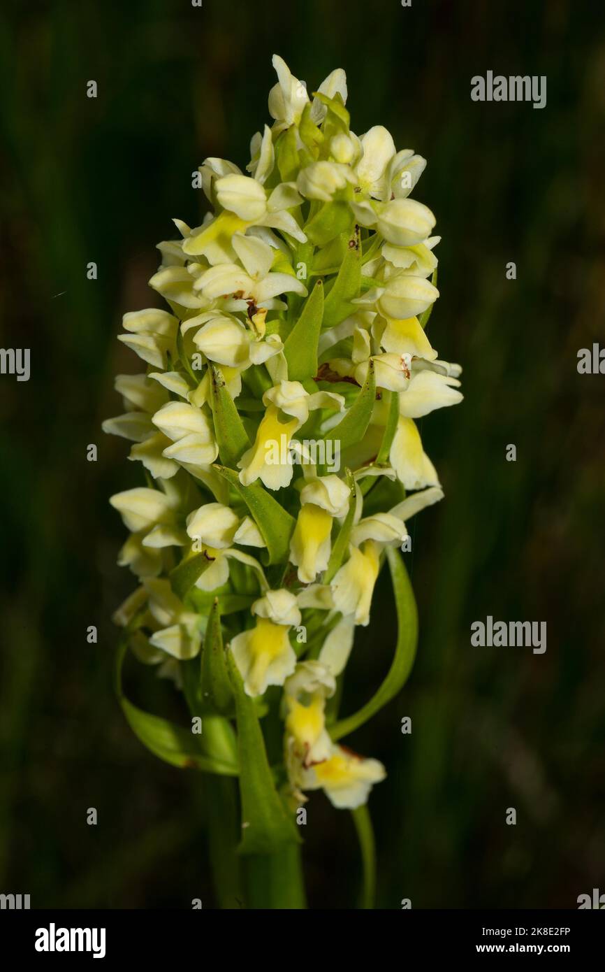 Inflorescence d'orchidées jaunes de paille avec quelques fleurs jaunes ouvertes Banque D'Images