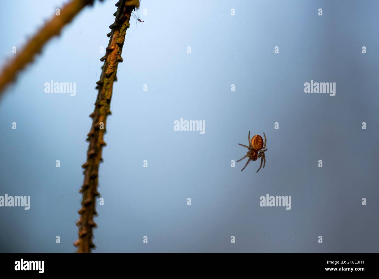 Araignée dans la forêt, arachnide, branche d'un pin, Magdeburgerforth, Saxe-Anhalt, Allemagne Banque D'Images