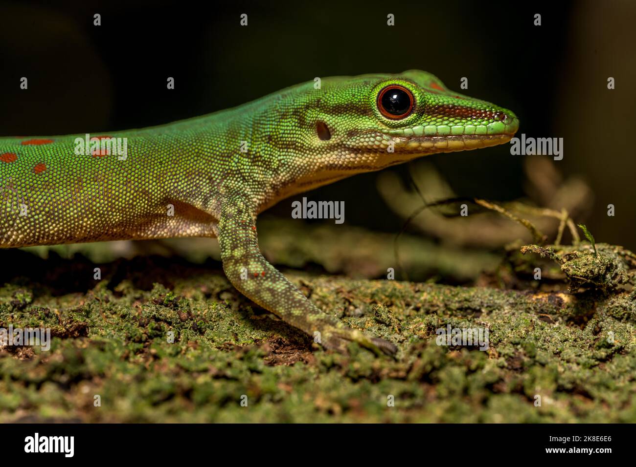 Jour gecko (Phelsuma guttata), Marojejy, Madagascar Banque D'Images
