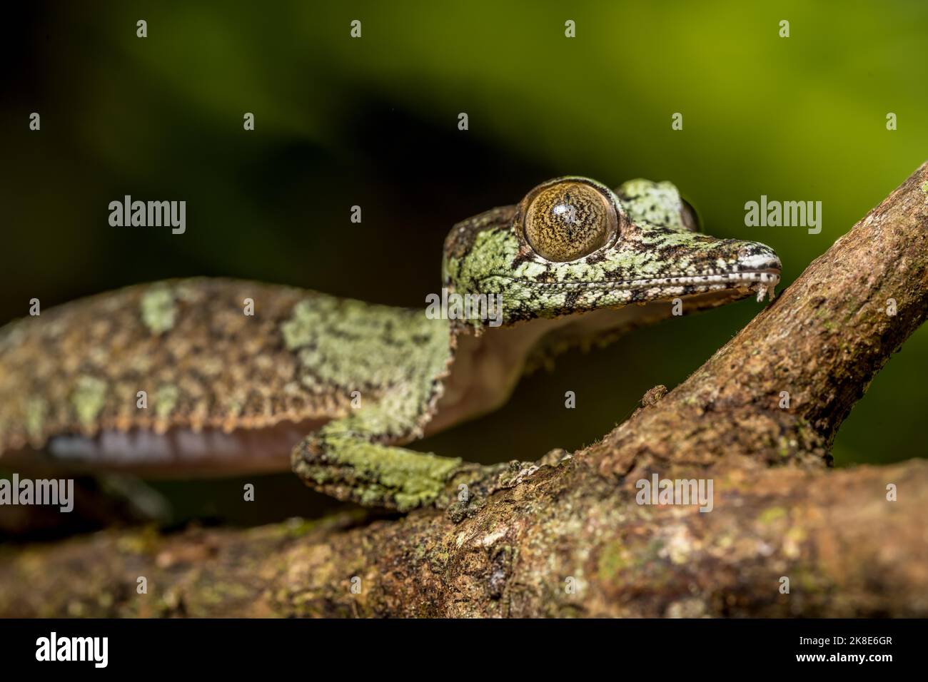 Gecko à queue de feuille de mousse (Uroplatus sikorae), montagne d'Ambre, Madagascar Banque D'Images